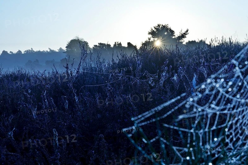 Spider's web in the morning glow in the Westruper Heide in autumn, Haltern am See, Ruhr area, North Rhine-Westphalia, Germany, Europe