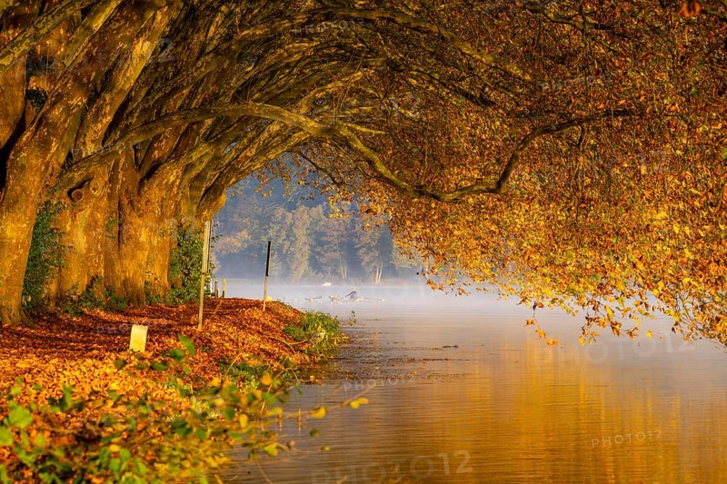 Autumn colours on the Platanen Allee, Hardenberg Ufer, lakeside path on Lake Baldeney, near Haus Scheppen, in Essen, North Rhine-Westphalia, Germany, Europe