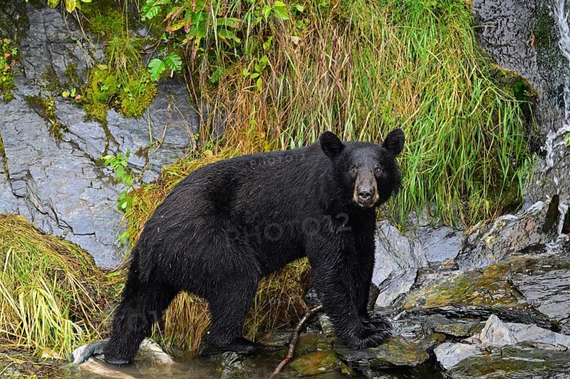 American Black Bear (Ursus americanus) climbing over rocks along the edge of the forest, rainforest, Prince William Sound