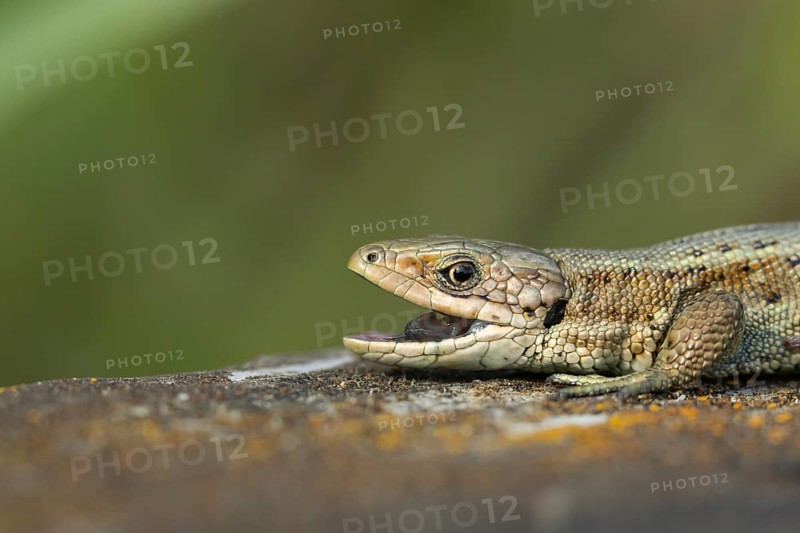 Common lizard (Zootoca vivipara) adult reptile with its mouth open on a wooden sleeper, England, United Kingdom, Europe