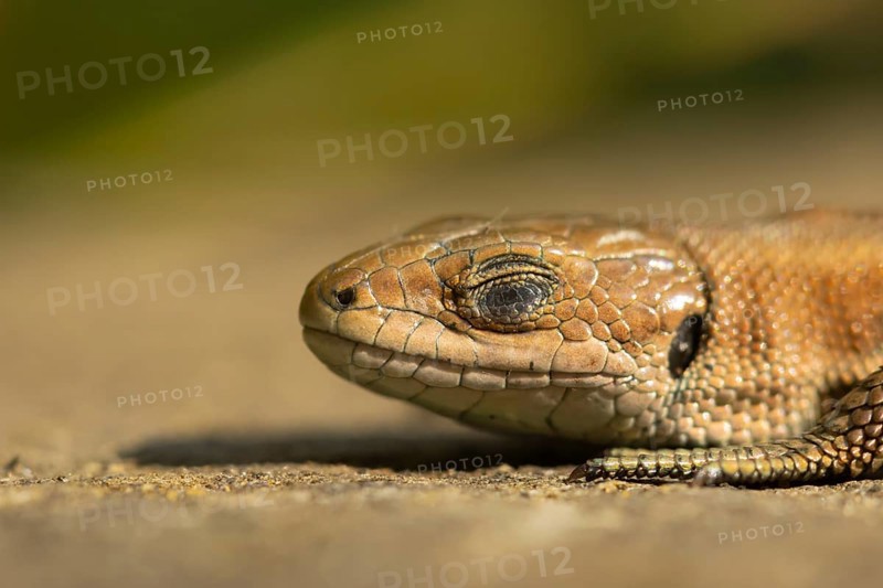 Common lizard (Zootoca vivipara) adult reptile sleeping on a wooden sleeper, England, United Kingdom, Europe