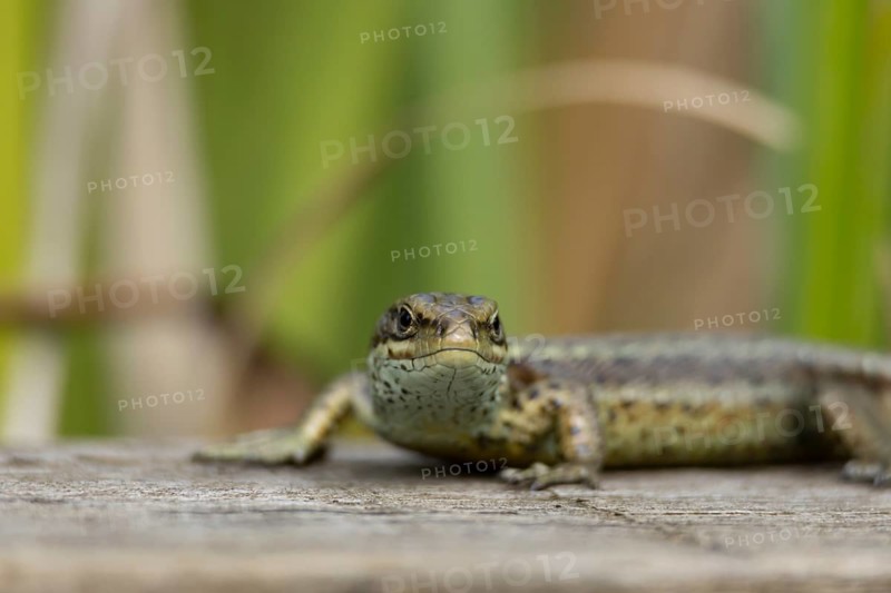Common lizard (Zootoca vivipara) adult reptile basking on a wooden sleeper, England, United Kingdom, Europe