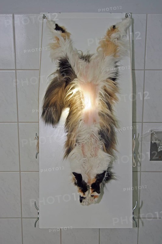 Neutering a cat, vet, Persian cat, preparation for surgery