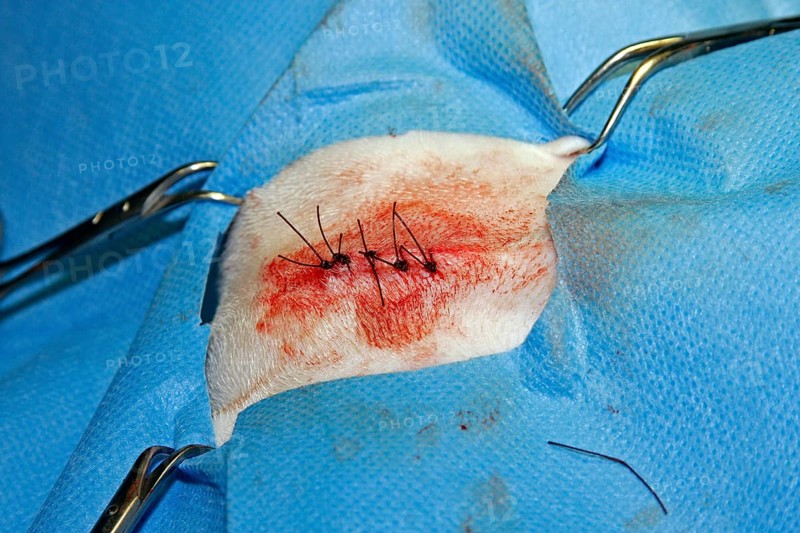 Vet, castration of a dog, male dog, suturing the wound after the operation