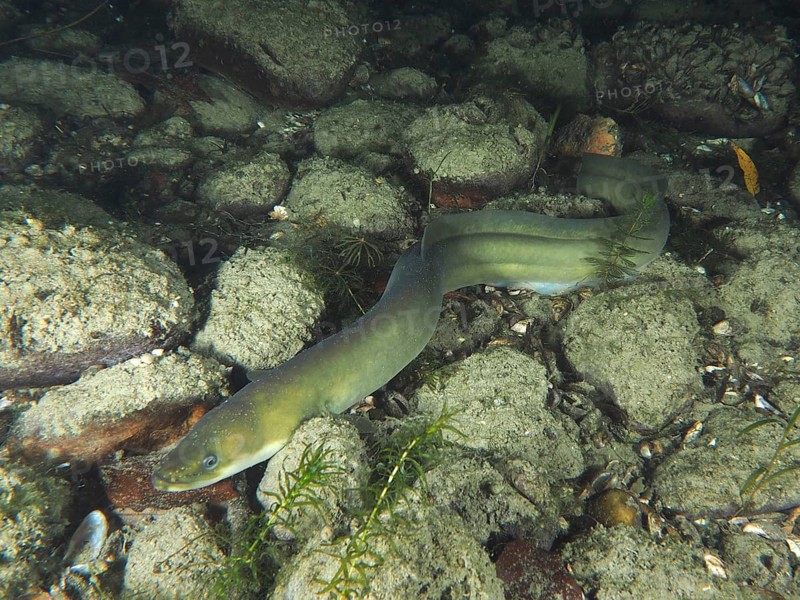 Long European eel (Anguilla anguilla) wriggling through rocks in a natural underwater environment. Dive site Zollbrücke, Rheinau, Canton Zurich, Rhine, High Rhine, Switzerland, Germany, Europe