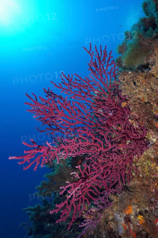 Red corals, Violescent sea-whip (Paramuricea clavata), stretch out under the shiny blue water. Dive site Giens Peninsula, Provence Alpes Côte d'Azur, France, Europe