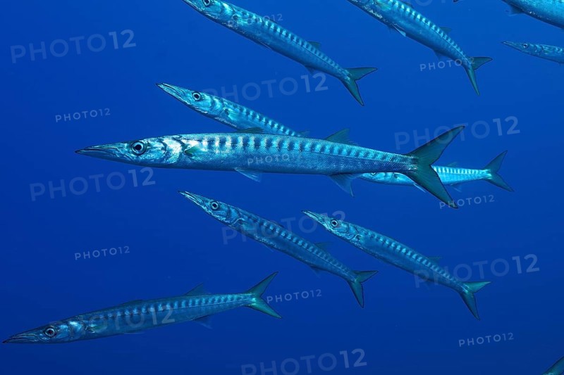 A small shoal of barracudas (Sphyraena sphyraena) swims in the ocean. Dive site Giens Peninsula, Provence Alpes Côte d'Azur, France, Europe