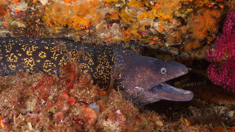 Mediterranean moray eel (Muraena helena) hiding in the colourful reef. Dive site Giens Peninsula, Provence Alpes Côte d'Azur, France, Europe