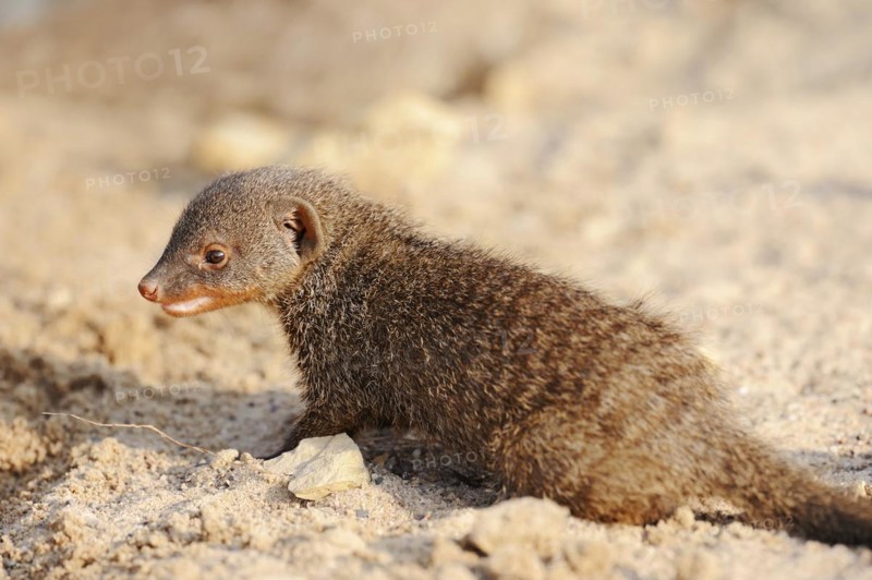 Banded mongoose (Mungos mungo), juvenile, captive, occurrence in Africa