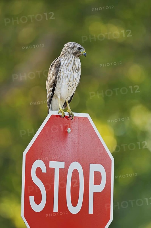 Red-shouldered Hawk (Buteo lineatus), immature, sitting on a stop sign, Everglades National Park, Florida, USA, North America