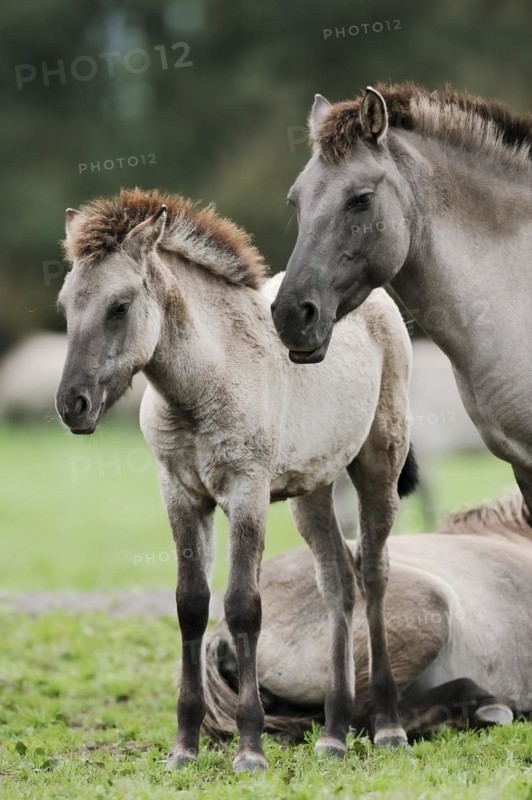 Dülmener Wildpferd, mare with foal, Merfelder Bruch, Dülmen, North Rhine-Westphalia, Germany, Europe