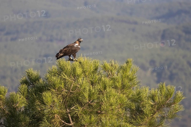 Iberian Eagle (Aquila adalberti), Spanish imperial eagle, Extremadura, Castilla La Mancha, Spain, Europe