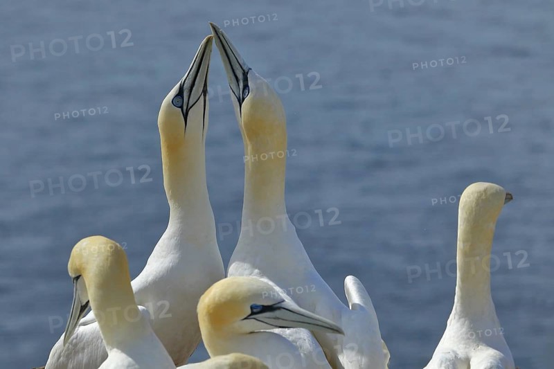 Northern gannet (Morus bassanus) pair greeting each other, Heligoland, Lower Saxony, Germany, Europe