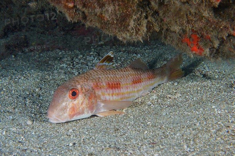 Striped red mullet (Mullus surmuletus) lies quietly on the sand. Dive site Roca Jolia, Las Galletas, Tenerife, Canary Islands, Spain, Europe