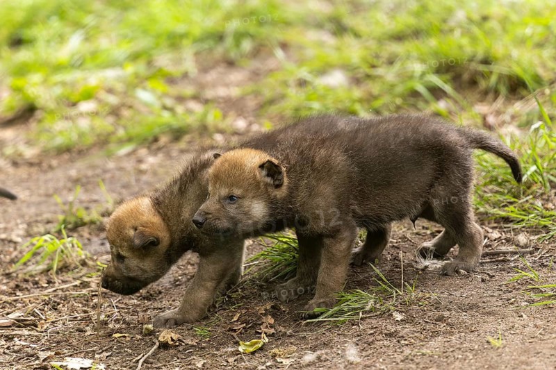 Two wolf pups running side by side and exploring their surroundings, European grey gray wolf (Canis lupus)