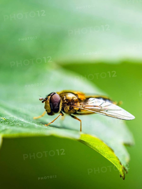 Marmalade Hoverfly, Episyrphus balteatus on leaf, Hoverfly, Hover fly