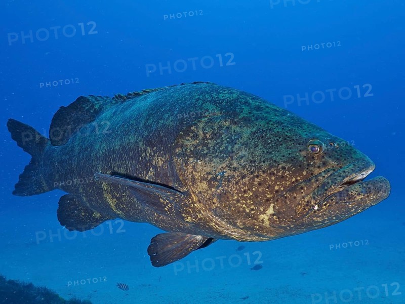A large fish, atlantic goliath grouper (Epinephelus itajara), swims in the blue ocean. Dive site Bonair, Jupiter, Florida, USA, North America