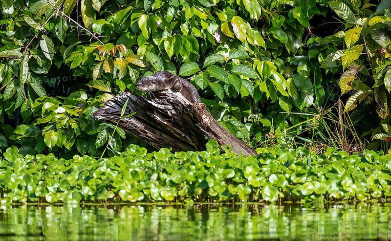 Neotropical otter sitting on a tree trunk, Tortuguero National Park, Costa Rica, Central America