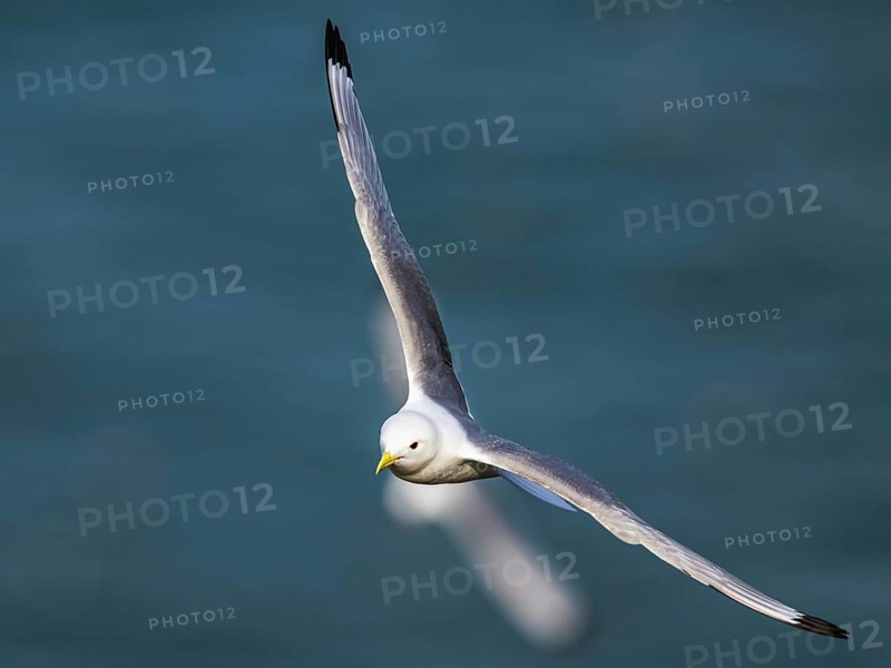 Black-legged Kittiwake, Rissa tridactyla, bird in flight over sea, Bempton Cliffs, North Yorkshire, England, United Kingdom, Europe