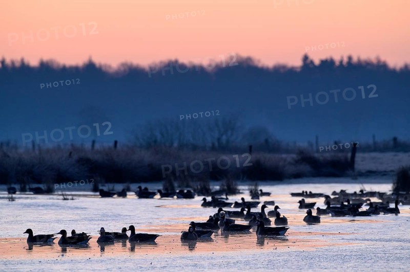 White-fronted Goose (Anser albifrons), at roost, in front of sunrise, dusk, morning, Dingdener Heide Nature Reserve, North Rhine-Westphalia, Germany, Europe