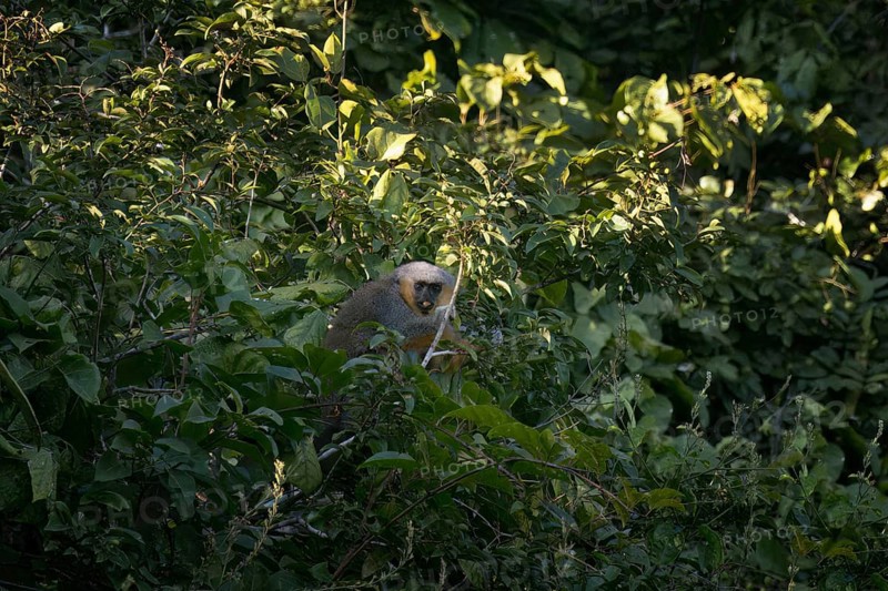 Red bellied titi monkey, Plecturocebus moloch, in its natural environment, Amazon basin, Brazil, South America