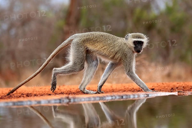 Vervet Monkey (Chlorocebus pygerythrus), adult, at the water, alert, Kruger National Park, Kruger National Park, Kruger National Park South Africa