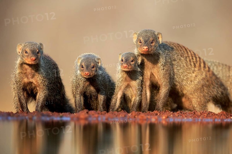 Zebra mongoose (Mungos mungo), adult, group, at the water, drinking, Kruger National Park, Kruger National Park, Kruger National Park South Africa