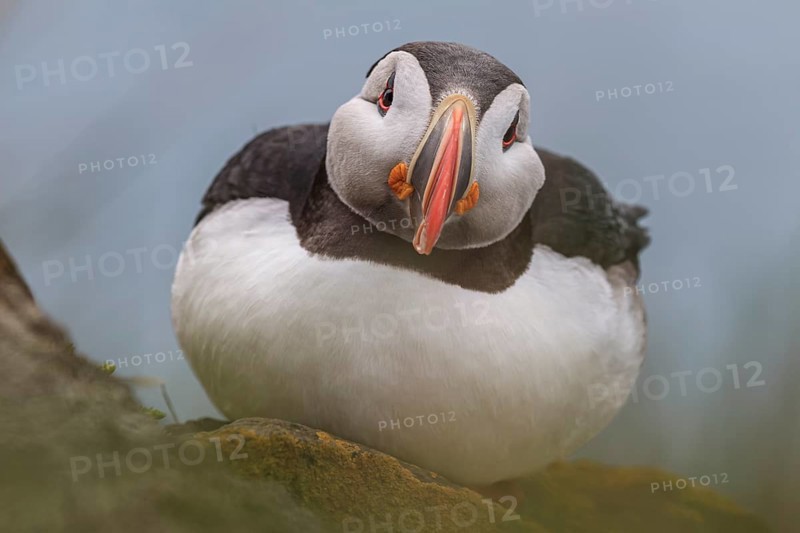 Puffin (Fratercula arctica) sitting on a cliff by the sea, frontal, portrait, summer, Latrabjarg, Westfjords, Iceland, Europe
