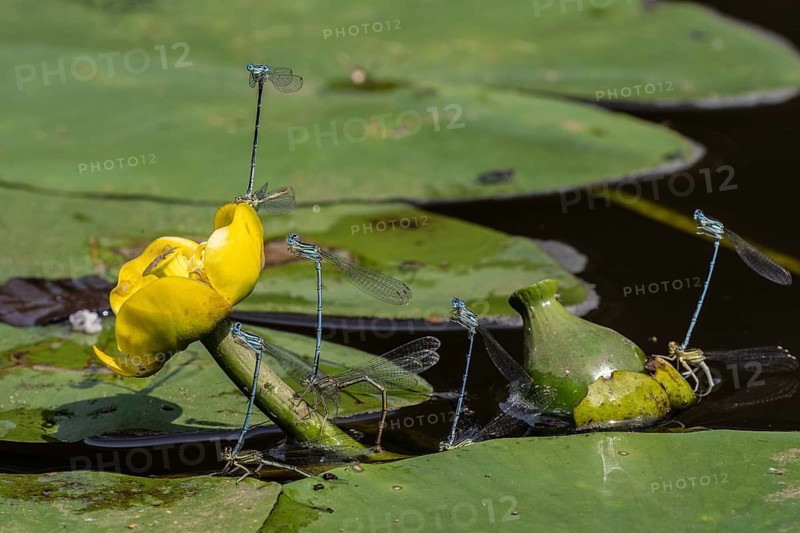 Azure damselflies (Coenagrion puella) laying eggs, Emsland, Lower Saxony, Germany, Europe