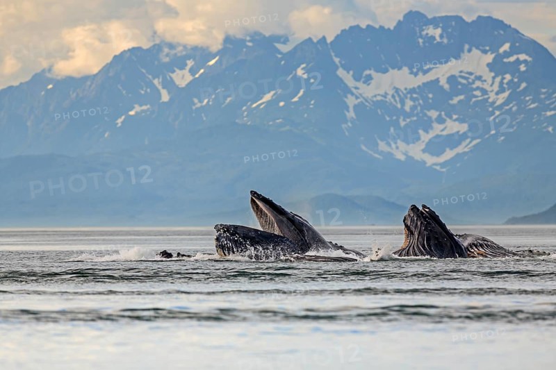 Humpback whales (Megaptera novaeangliae), in the sea off mountains, feeding, midday light, Southeast Alaska, Alaska, USA, North America