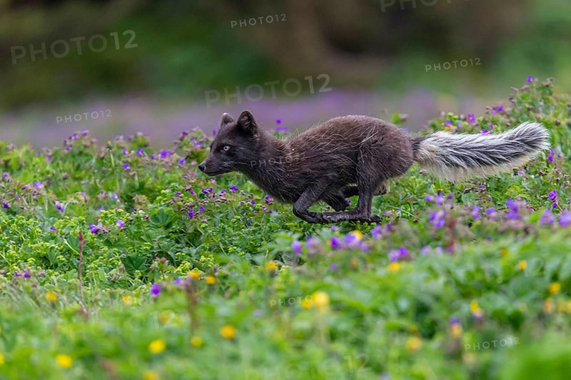 Dark arctic fox (Vulpes lagopus), ice fox, running through a flower meadow, sideways, summer, Hornstrandir, Westfjords, Iceland, Europe