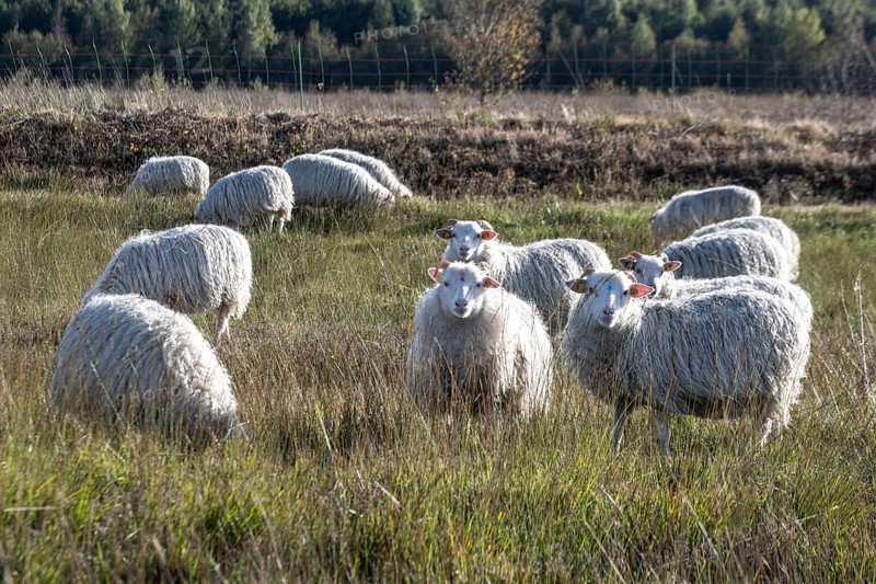 White horned Heidschnucken (Ovis gmelini) in the moor, Emsland, Lower Saxony, Germany, Europe