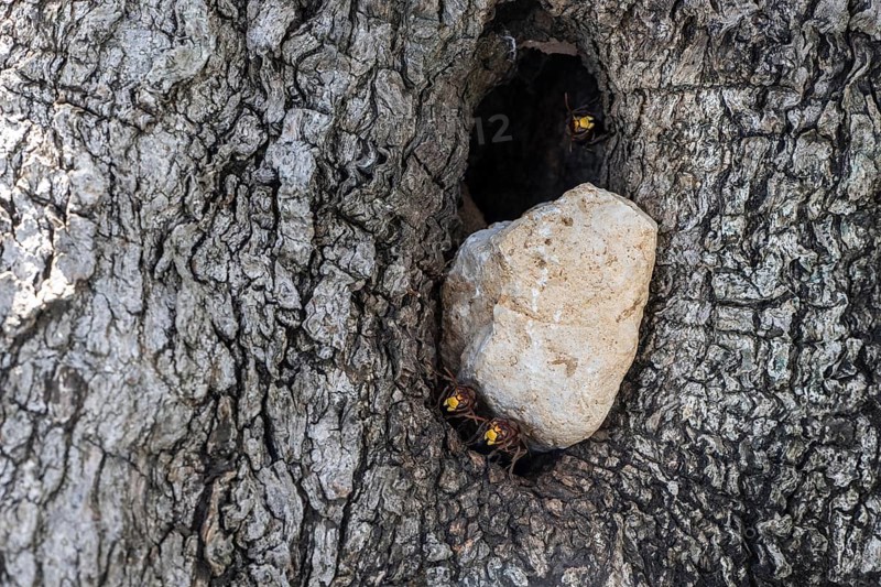 Hornets (Vespa crabro) at the nest entrance in an olive tree, Sicily, Italy, Europe