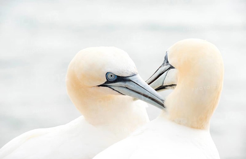 Two gannets (Morus bassanus) (synonym: Sula bassana) with white plumage beak together, gently touch each other with their beaks, tenderness, affection, cuddling, close-up with light background, gannet colony on the Lummenfelsen, Helgoland Island, North Sea, Schleswig-Holstein, Germany, Europe
