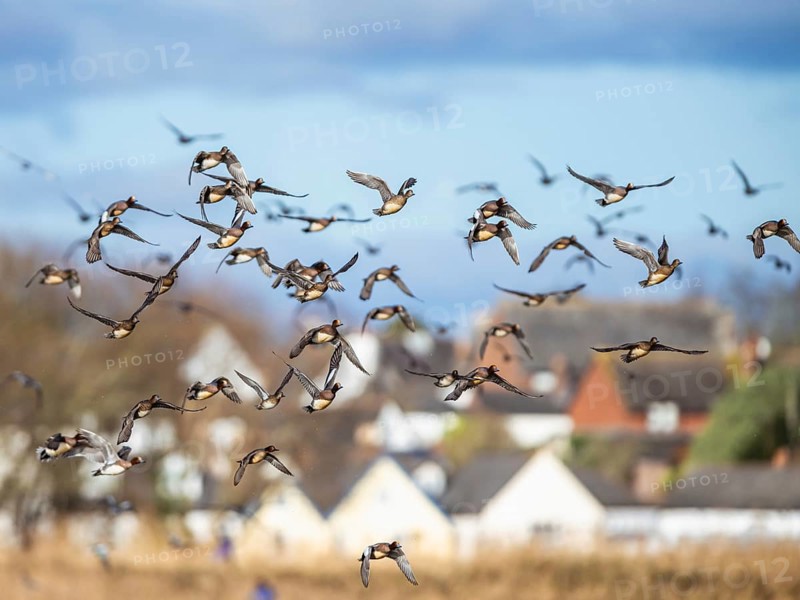 Eurasian Wigeon, (Mareca penelope) birds in flight over marshes