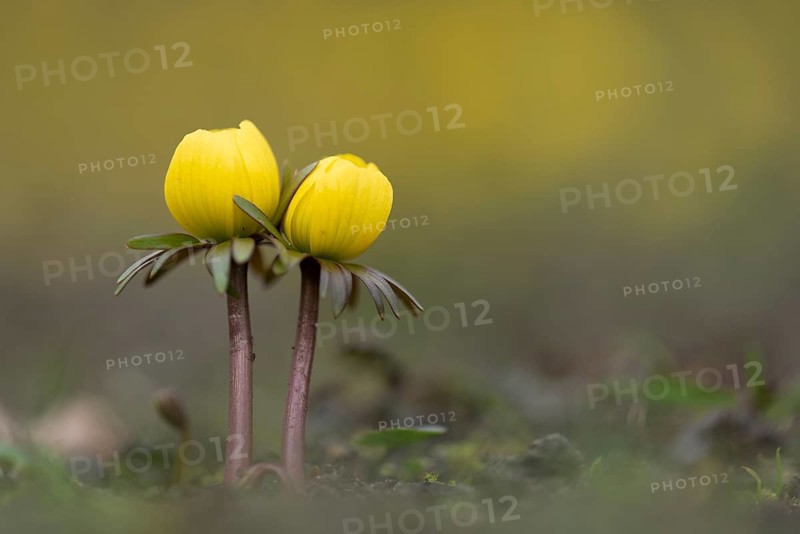 Winter aconite (Eranthis hyemalis) in bloom, plant, flower, early bloomer, yellow, Hanover, Lower Saxony, Germany, Europe