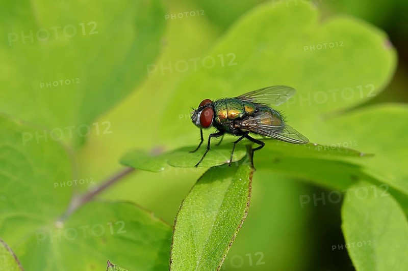 Bottle Fly (Lucilia caesar) on a leaf, macro photograph, Wilnsdorf, North Rhine-Westphalia, Germany, Europe