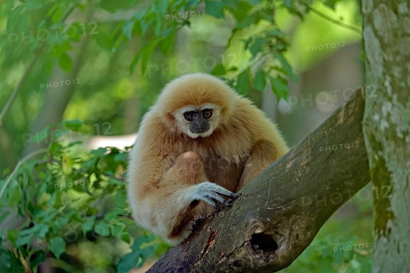 White-handed gibbon (Hylobates lar), captive