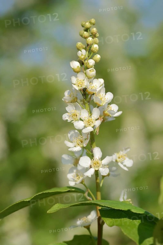 Common weeping cherry (Prunus padus, Padus avium), flowering, North Rhine-Westphalia, Germany, Europe