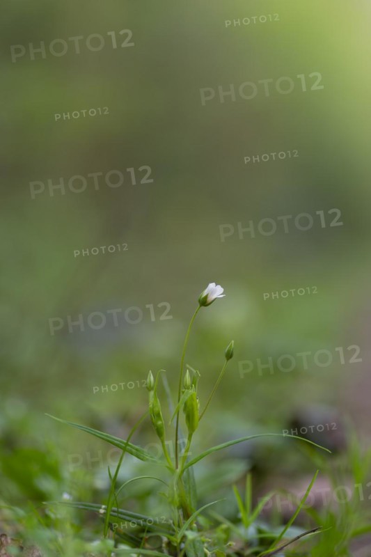 Close-up of a young greater stitchwort (Stellaria holostea), portrait format, nature photo, nature photograph, diffuse light, Neustadt am Rübenberge, Lower Saxony, Germany, Europe