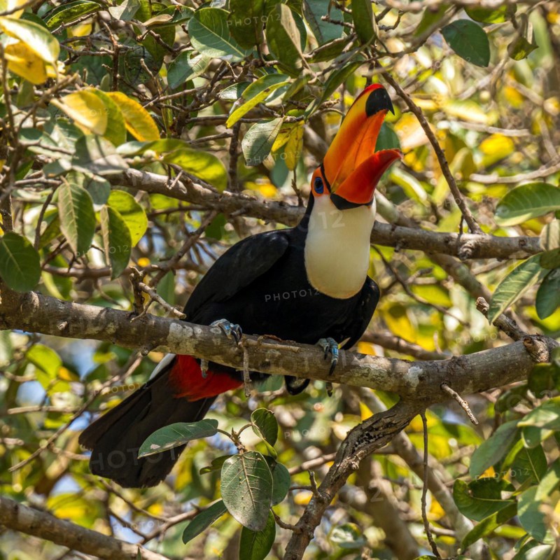 Toco toucan (Ramphastos toco), Pousada Santa Clara, Nhecolandia, Corumba, Mato Grosso do Sul, Brazil, South America