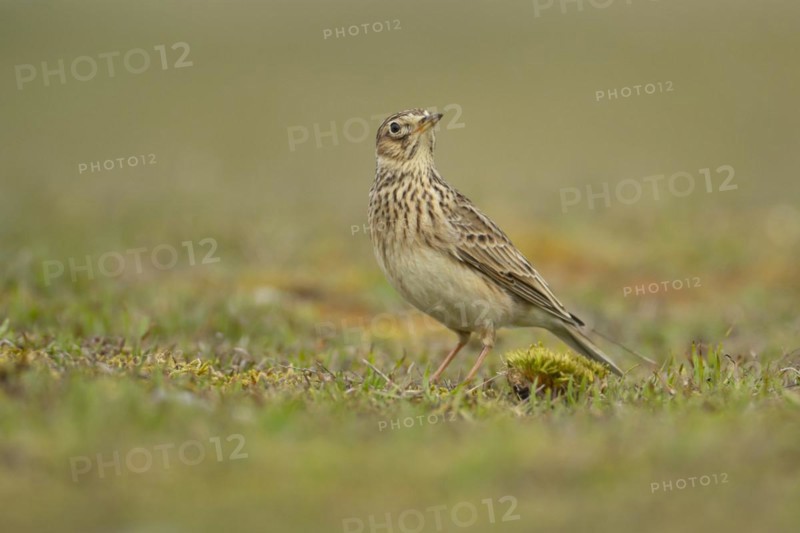 Eurasian skylark (Alauda arvensis) adult bird on grassland, England, United Kingdom, Europe