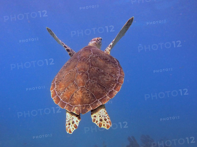 Hawksbill sea turtle (Eretmochelys imbricata imbricata), swimming, dive site John Pennekamp Coral Reef State Park, Key Largo, Florida Keys, Florida, USA, North America