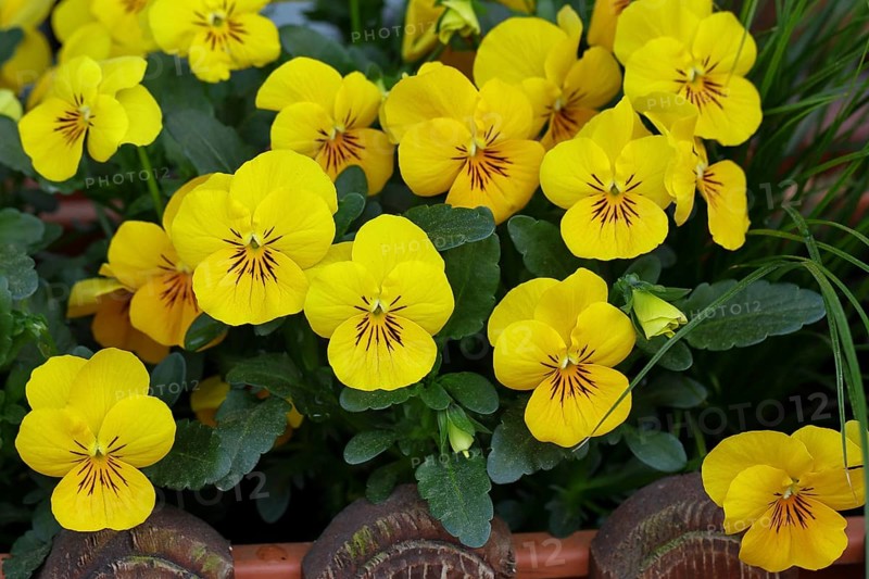 Pansy (Viola), yellow flower-bed in a flower bed in a garden, Wilnsdorf, North Rhine-Westphalia, Germany, Europe