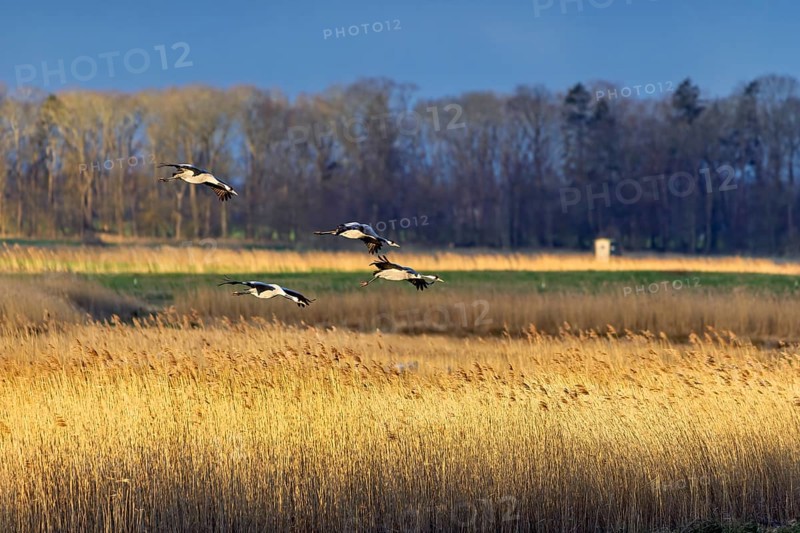 Eine Gruppe Wildvögel fliegt über ein Schilffeld unter einem klaren blauen Himmel bei der goldenen Stunde, Kraniche auf dem Darß