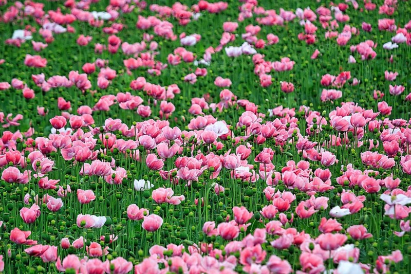 Opium poppy (Papaver somniferum), cultivation of edible poppy, poppy field, pink flowers and seed capsules, Germerode, Meißner, Geo-nature park Park Frau-Holle-Land, Hesse, Germany, Europe
