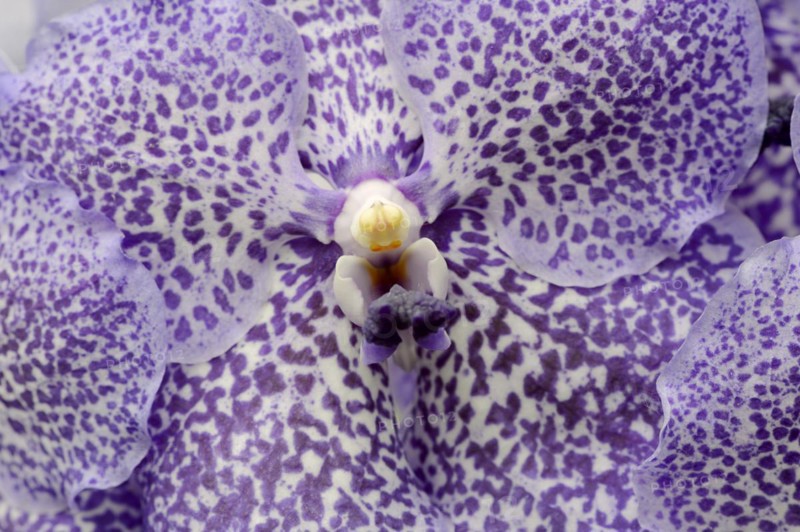 Orchid 'Vanda Trevor Rathbone' (Vanda hybride), flower detail, houseplant, North Rhine-Westphalia, Germany, Europe