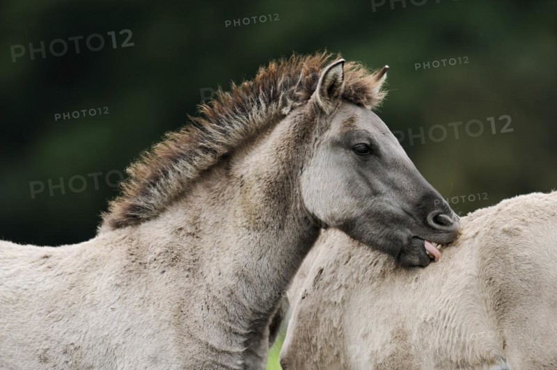 Dülmener Wildpferd, foal, Merfelder Bruch, Dülmen, North Rhine-Westphalia, Germany, Europe