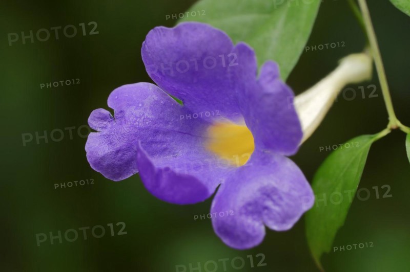 Bush clockvine (Thunbergia erecta), flower, native to Africa, ornamental plant, North Rhine-Westphalia, Germany, Europe
