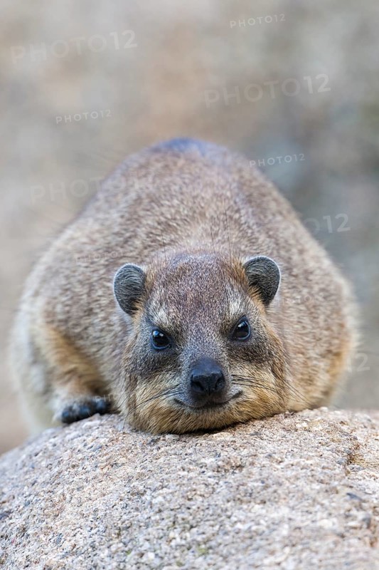 Resting Klippschlieferder (Procavia capensis), captive, occurrence Africa, Baden-Württemberg, Germany, Europe